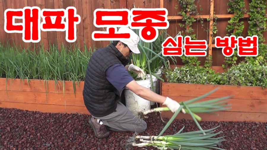 대파모종 심는방법.jpg