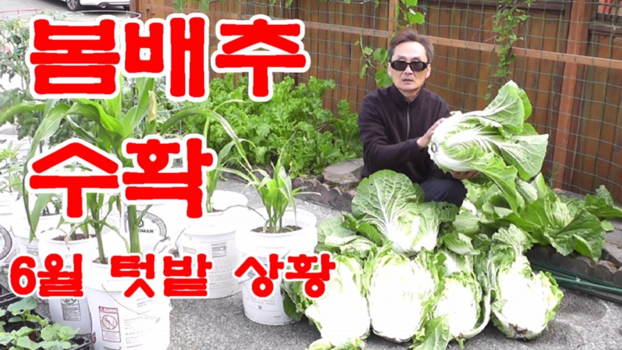 봄배추 수확 및 6월 텃밭 상황.jpg