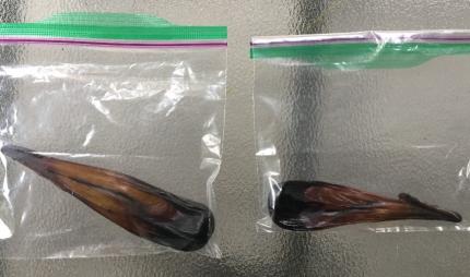 bear-gall-bladder.jpg